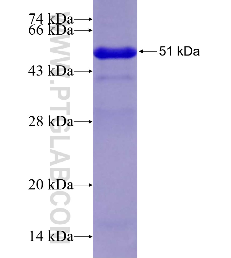 NRX1A fusion protein Ag29332 SDS-PAGE