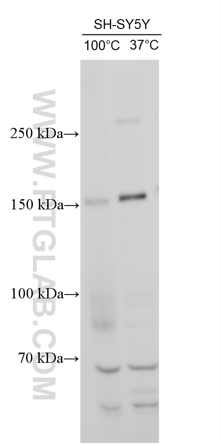 Various lysates were subjected to SDS PAGE followed by western blot with 55051-1-AP (NRXN1 antibody) at dilution of 1:500 incubated at room temperature for 1.5 hours. WB analysis using 55051-1-AP