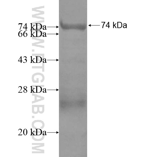 NSBP1 fusion protein Ag13035 SDS-PAGE NSBP1 fusion protein Ag13035 SDS-PAGE