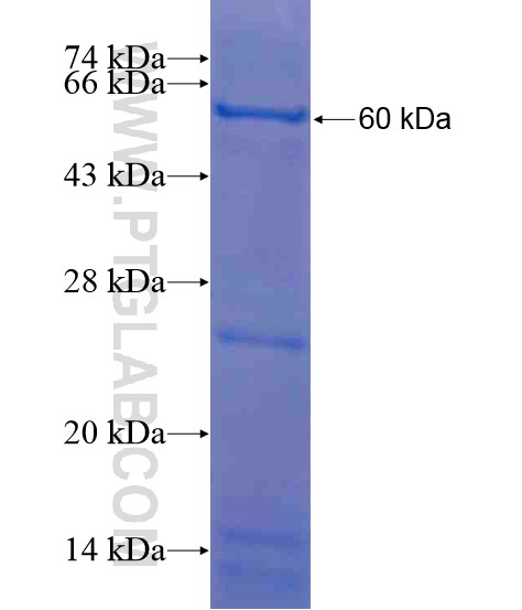 NSBP1 fusion protein Ag20884 SDS-PAGE