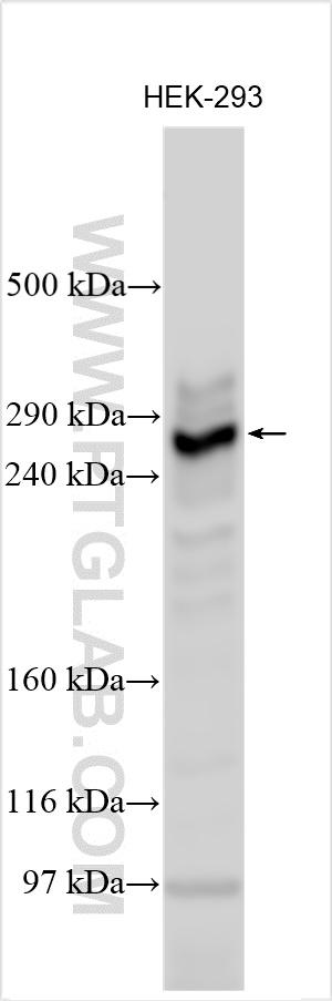 WB analysis using 27346-1-AP