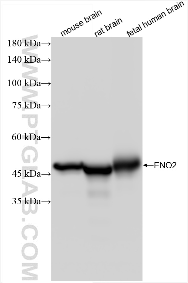 WB analysis using 86332-1-RR