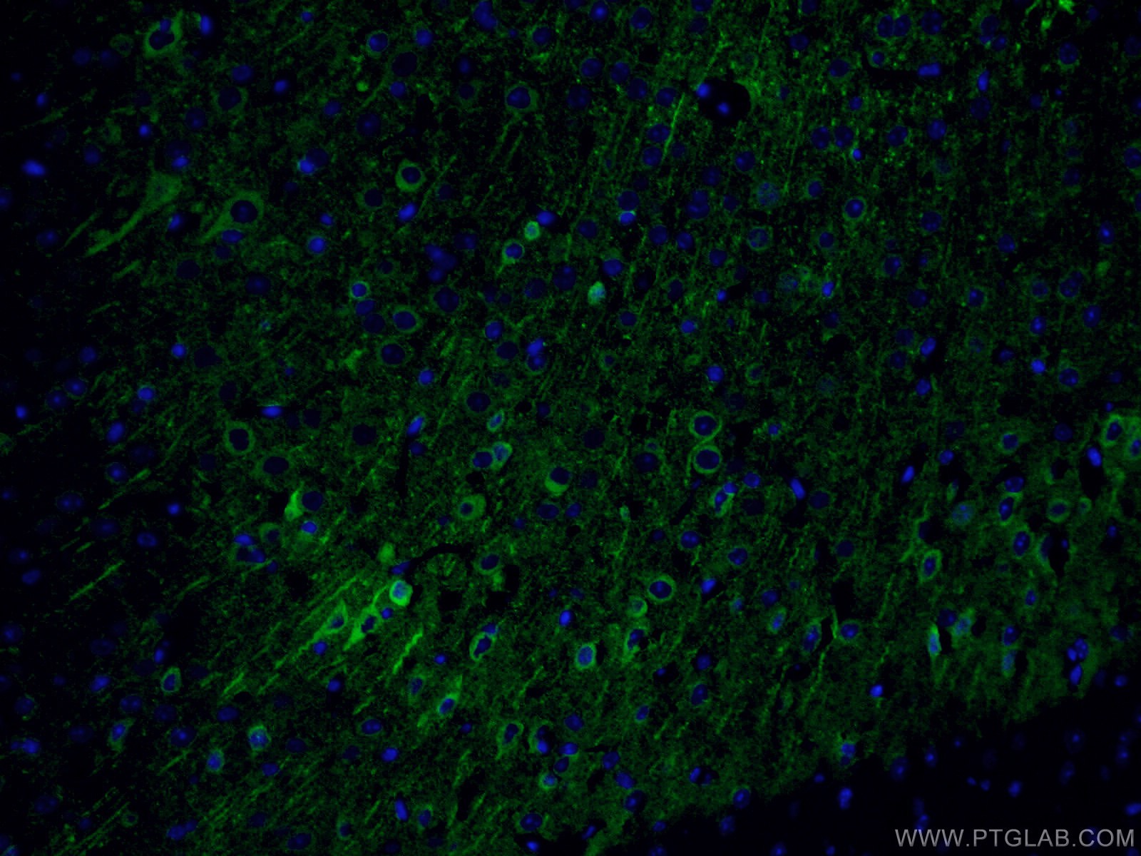 IF Staining of mouse brain using CL488-66150