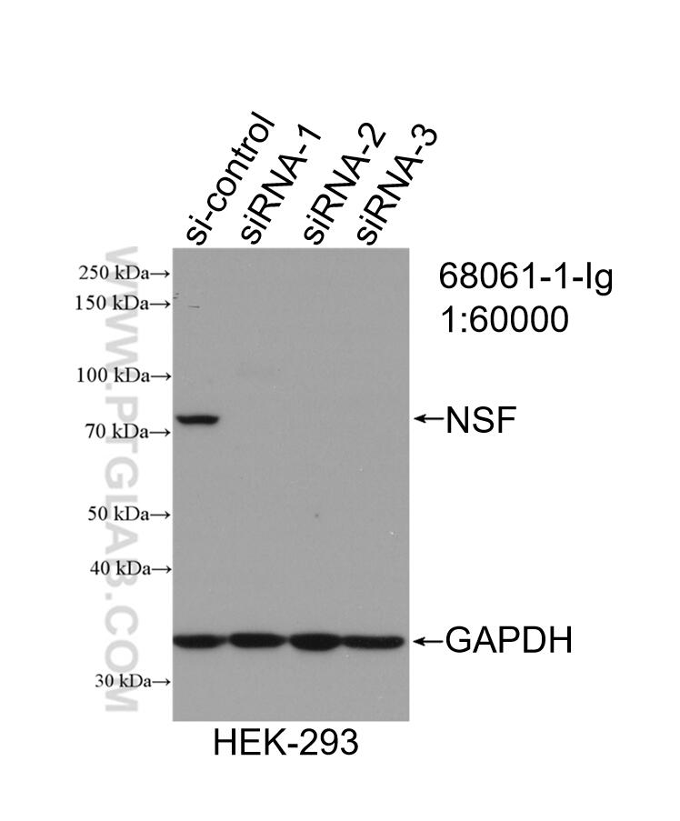 WB analysis of HEK-293 using 68061-1-Ig (same clone as 68061-1-PBS)