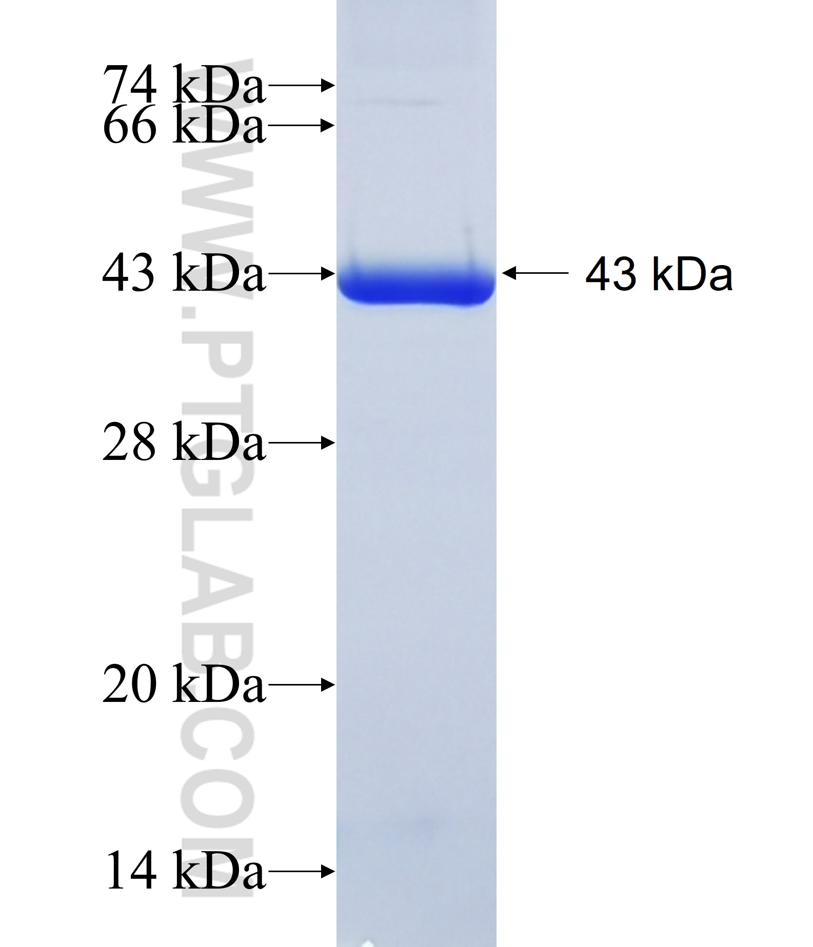 NSF fusion protein Ag15422 SDS-PAGE