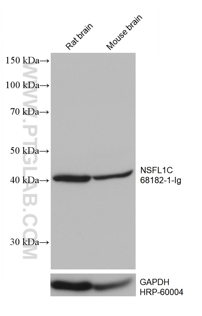 WB analysis using 68182-1-Ig