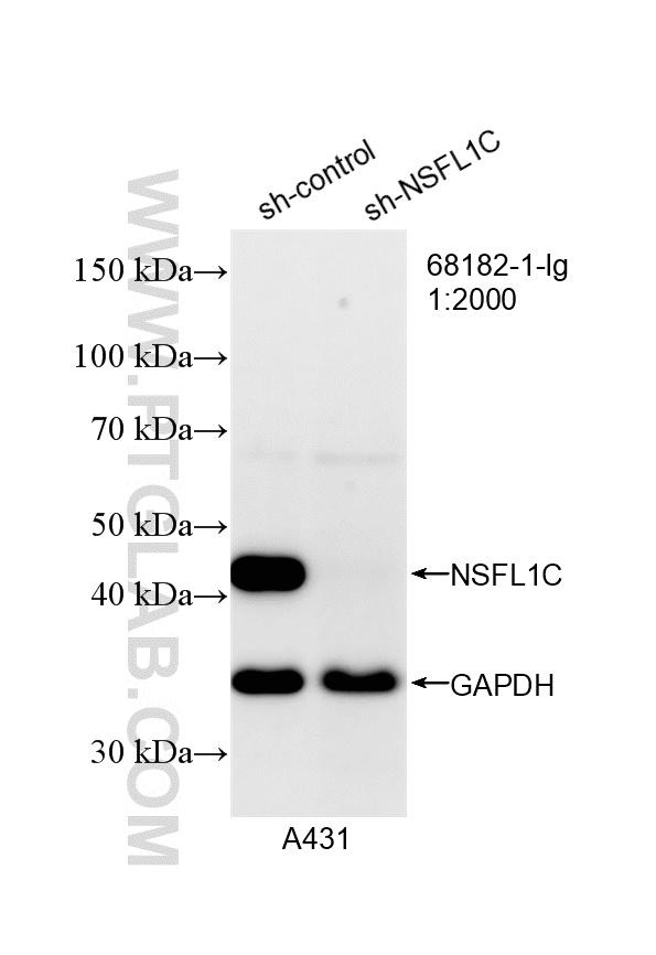 WB analysis of A431 using 68182-1-Ig WB analysis of A431 using 68182-1-Ig