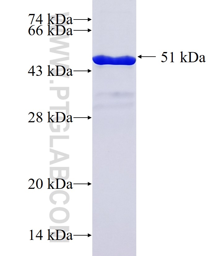 NSMCE1 fusion protein Ag36841 SDS-PAGE