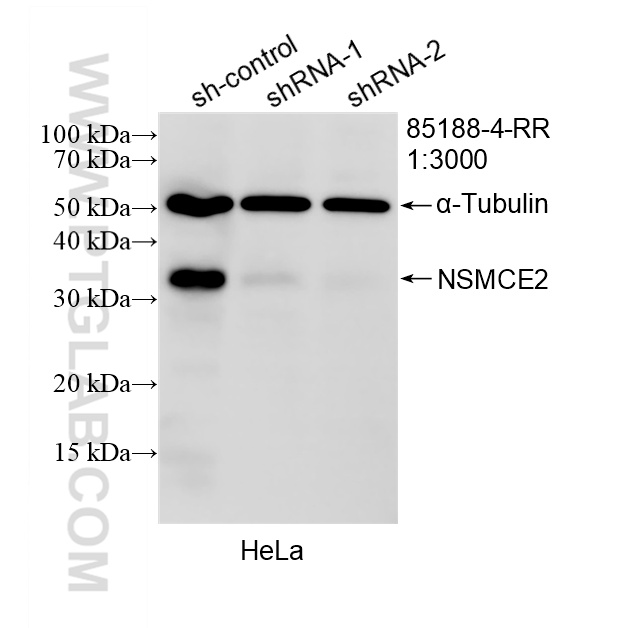 WB analysis of HeLa using 85188-4-RR WB analysis of HeLa using 85188-4-RR