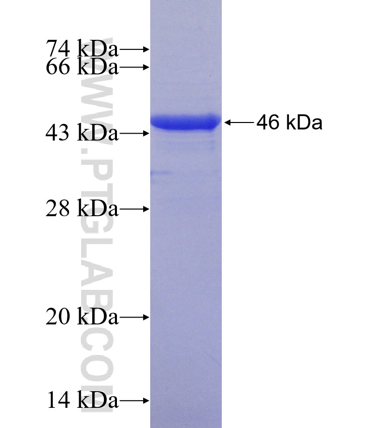 NSP1 fusion protein Ag30935 SDS-PAGE