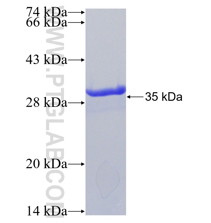 NSP7 fusion protein Ag30933 SDS-PAGE