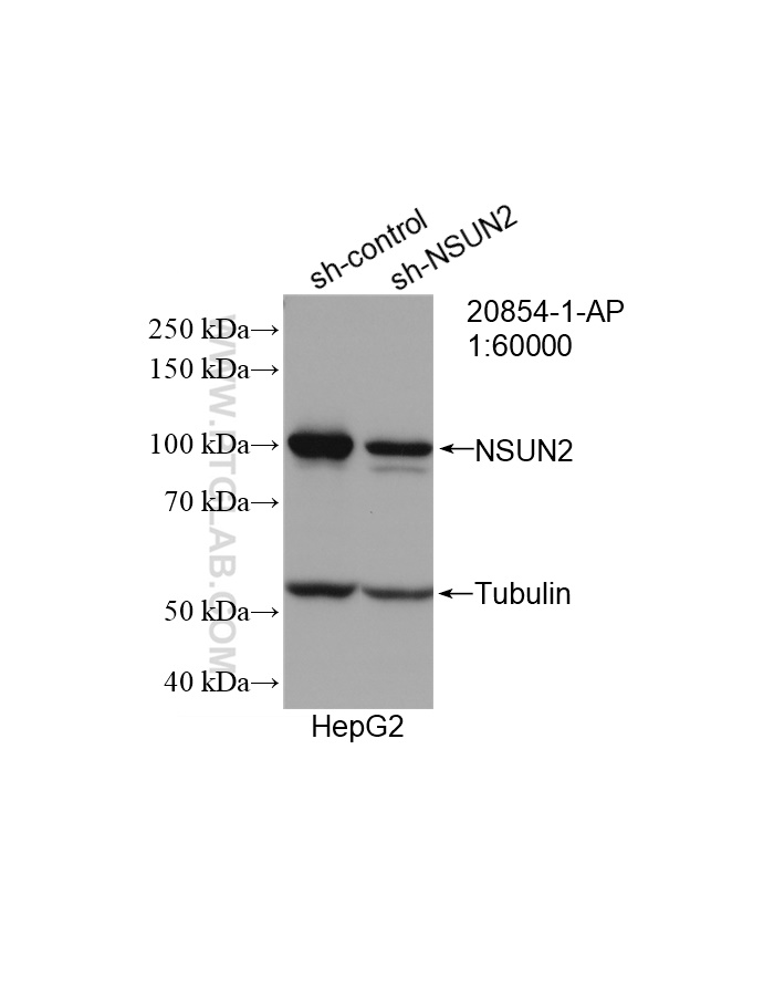 WB analysis of HepG2 using 20854-1-AP