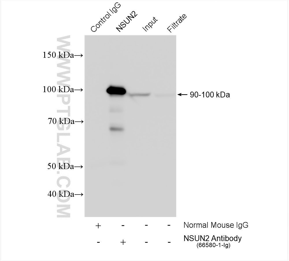 IP experiment of HepG2 using 66580-1-Ig