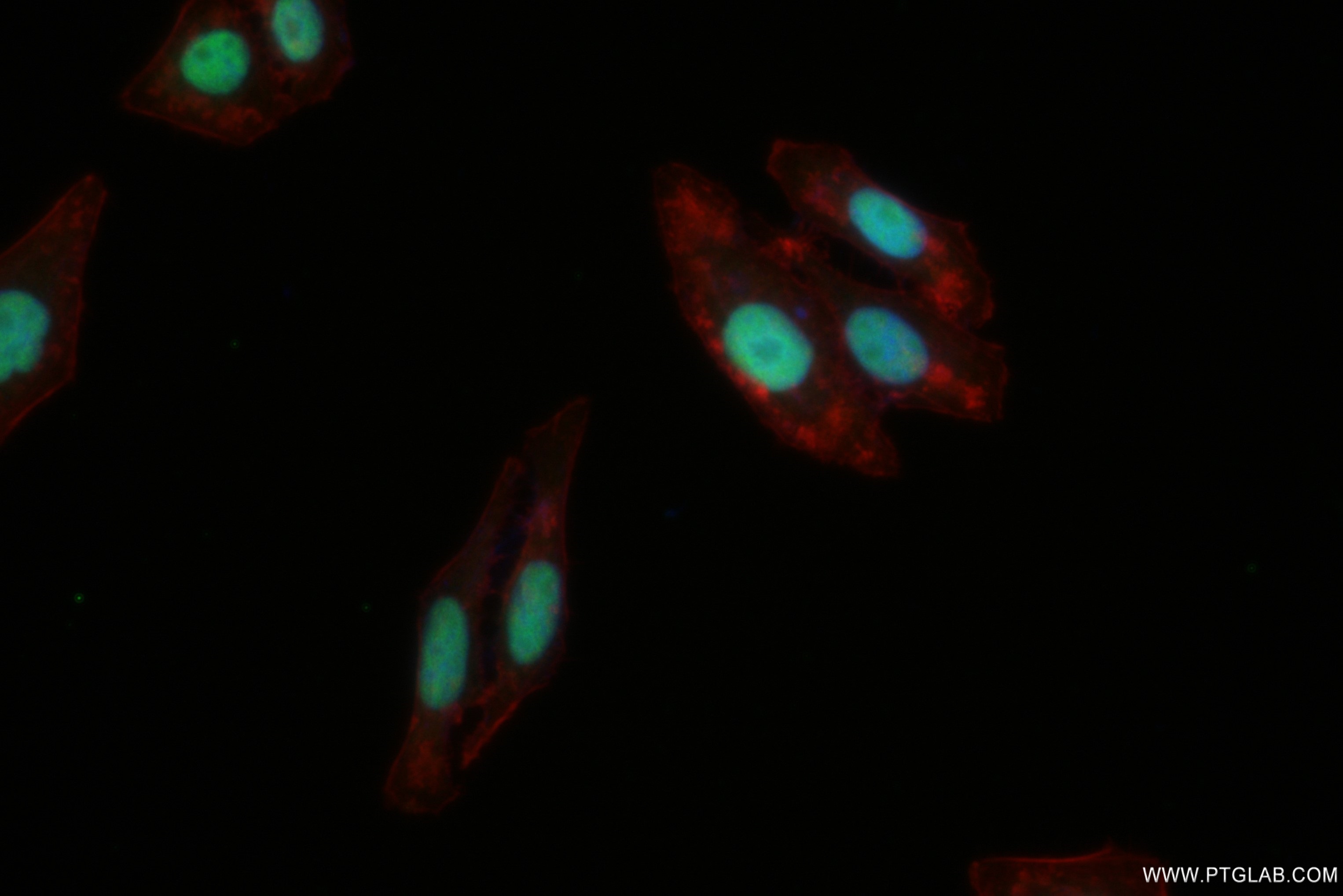 IF Staining of HepG2 using 82894-2-RR (same clone as 82894-2-PBS)