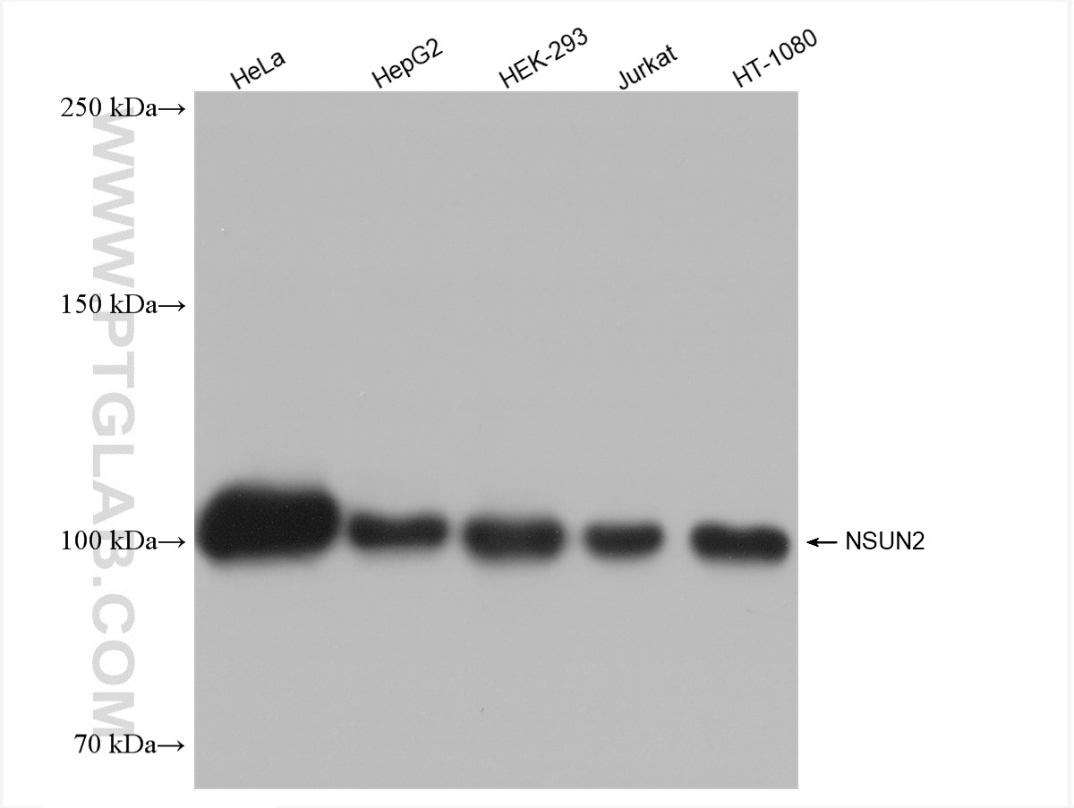 WB analysis using 82894-2-RR (same clone as 82894-2-PBS)