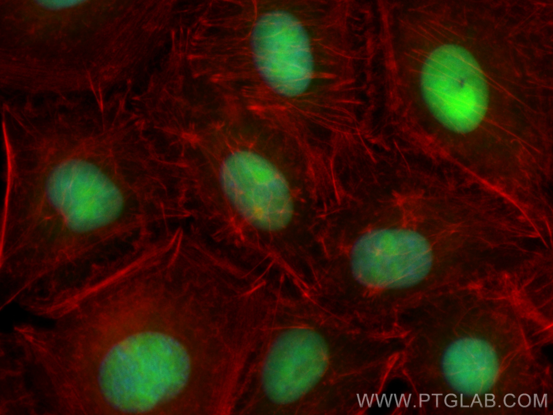 IF Staining of A549 using CL488-20854