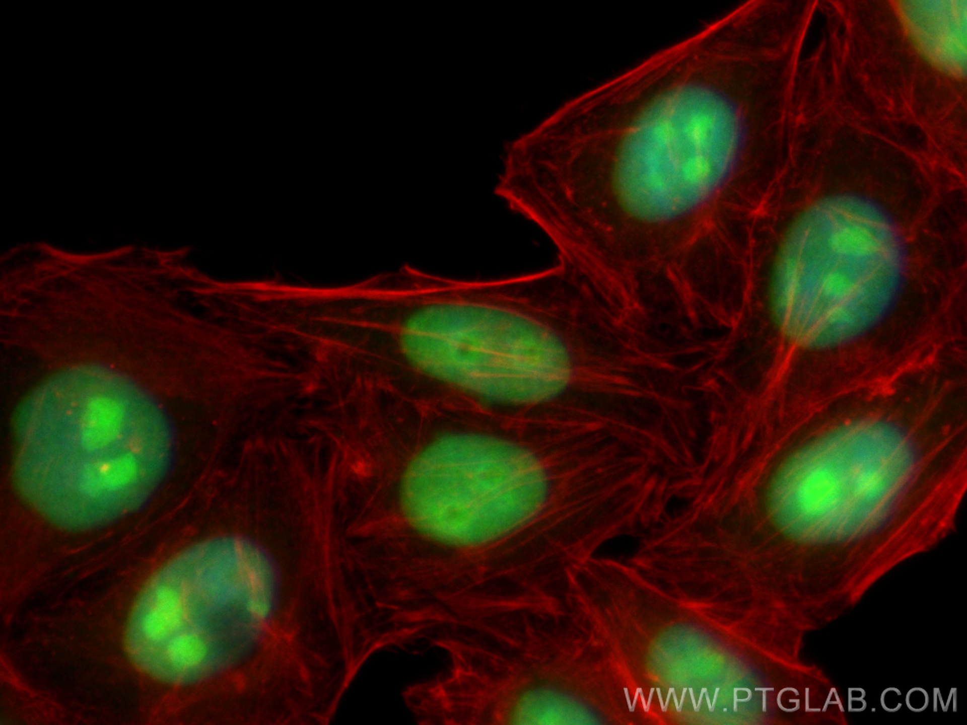 IF Staining of HepG2 using CL488-20854