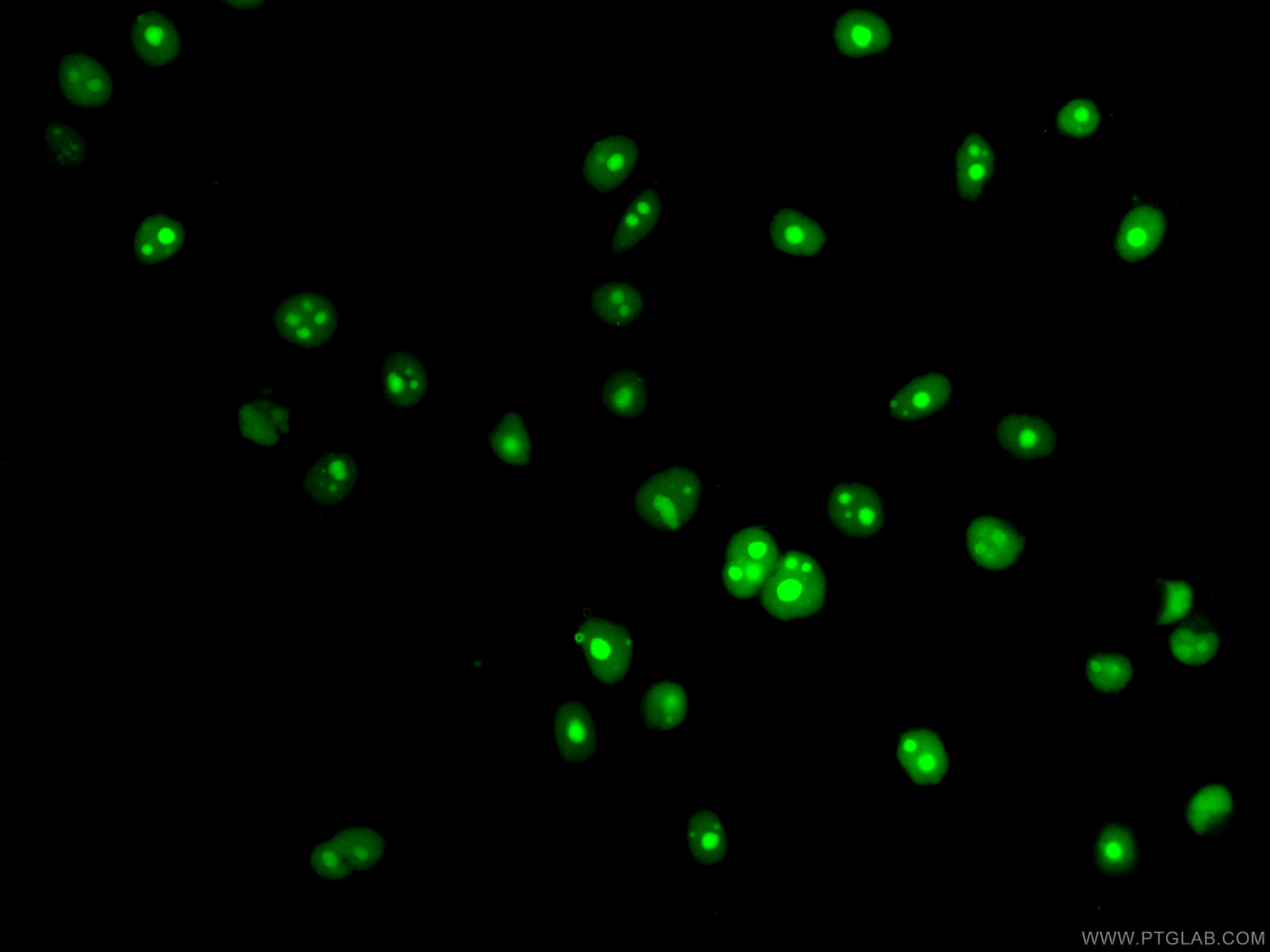 IF Staining of HepG2 using CL488-66580