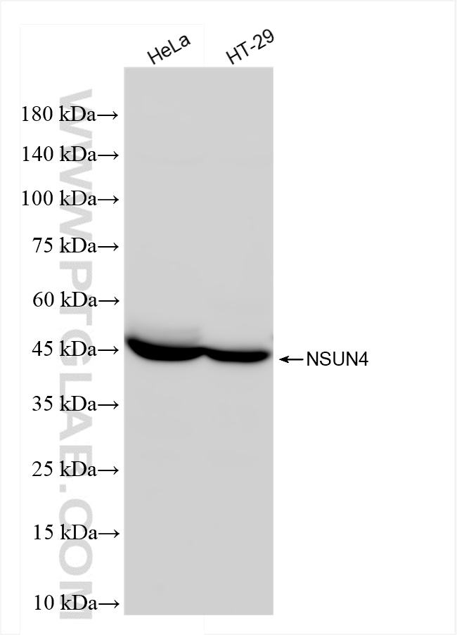 WB analysis using 84275-1-RR (same clone as 84275-1-PBS)