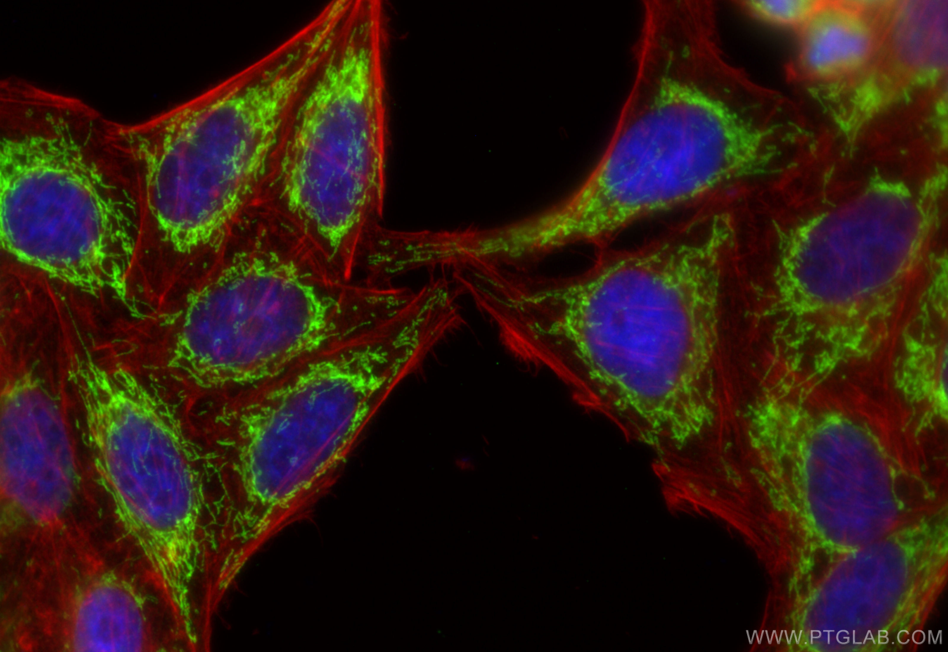 IF Staining of HepG2 using 84275-3-RR (same clone as 84275-3-PBS)