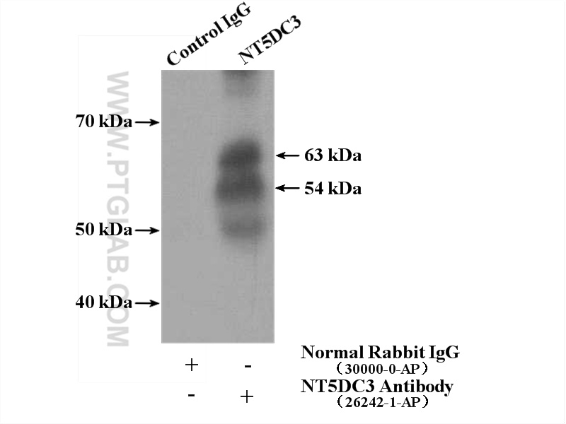 IP experiment of mouse testis using 26242-1-AP