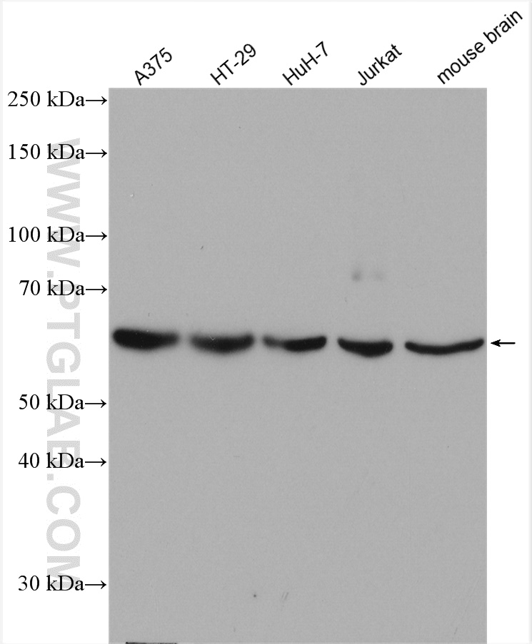 WB analysis using 12231-1-AP