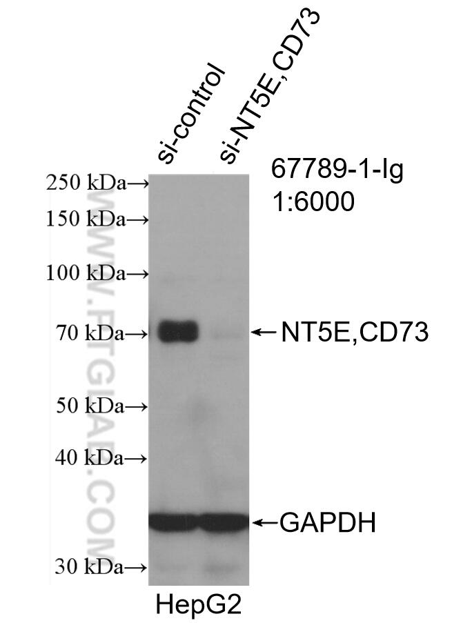 WB analysis of HepG2 using 67789-1-Ig