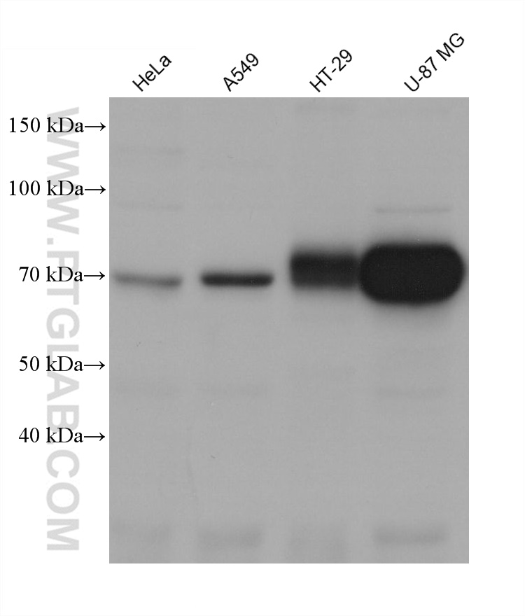WB analysis using 67789-1-Ig