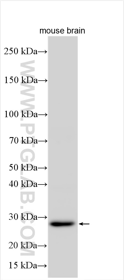 WB analysis using 20765-1-AP