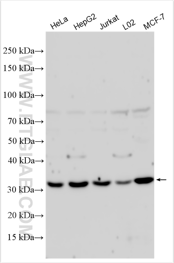 WB analysis using 17132-1-AP