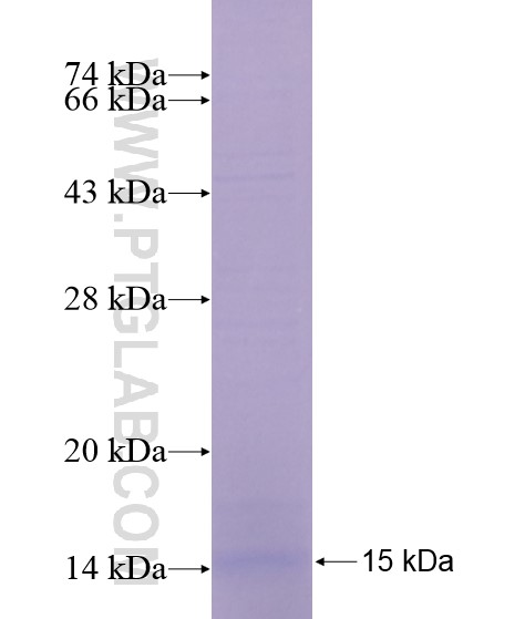 NTF3 fusion protein Ag29083 SDS-PAGE