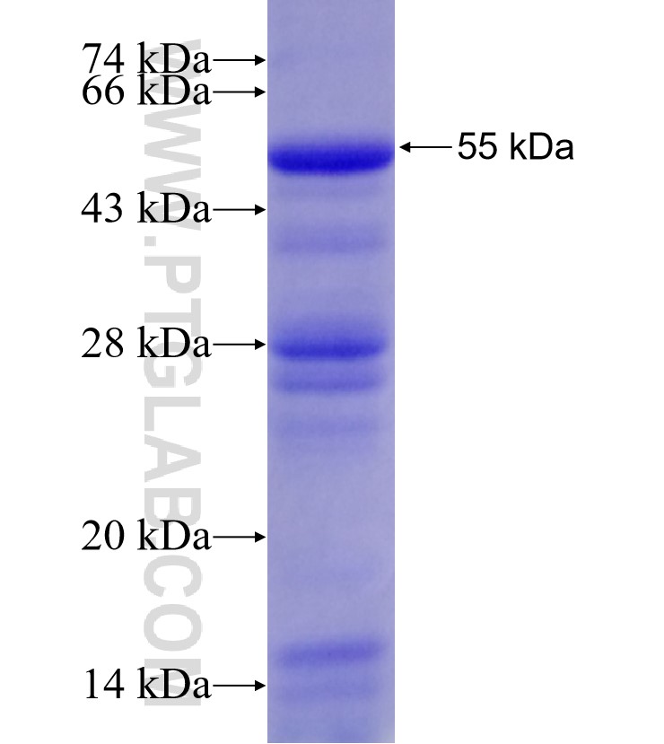 NTF3 fusion protein Ag12798 SDS-PAGE