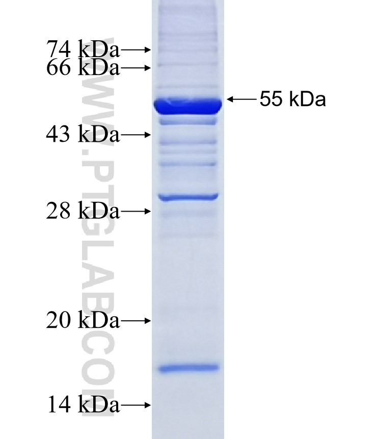 NTF3 fusion protein Ag12798 SDS-PAGE