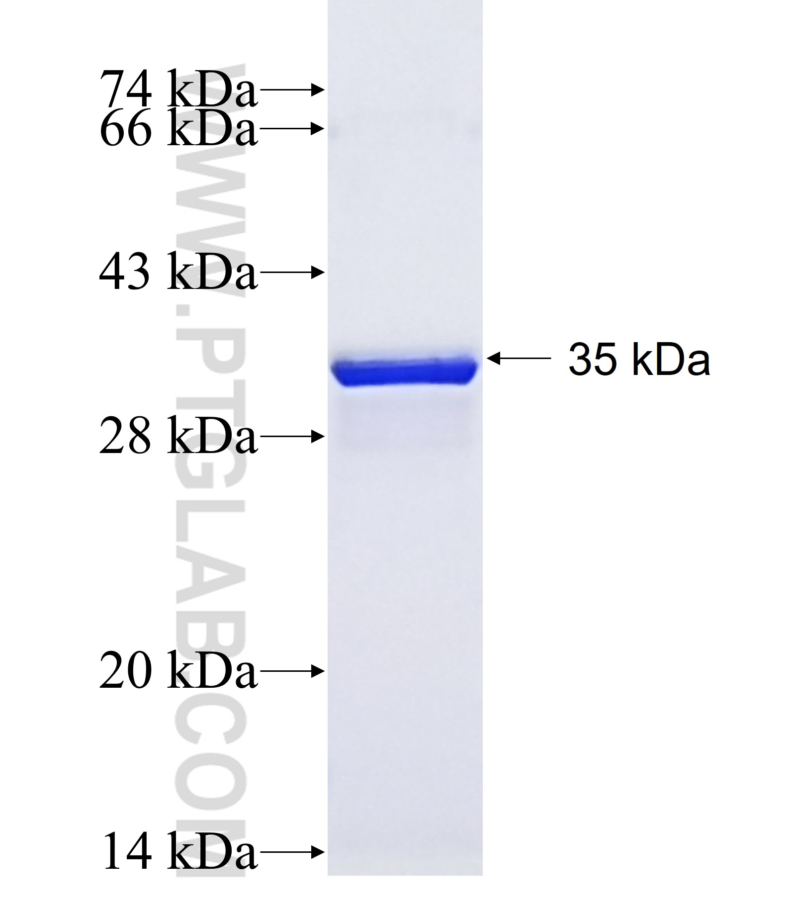 NTF4 fusion protein Ag37752 SDS-PAGE