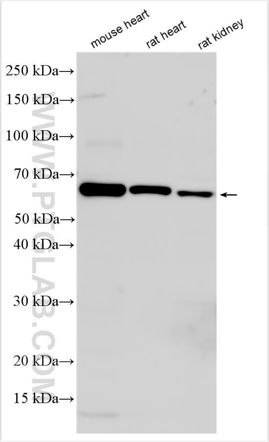 WB analysis using 20235-1-AP