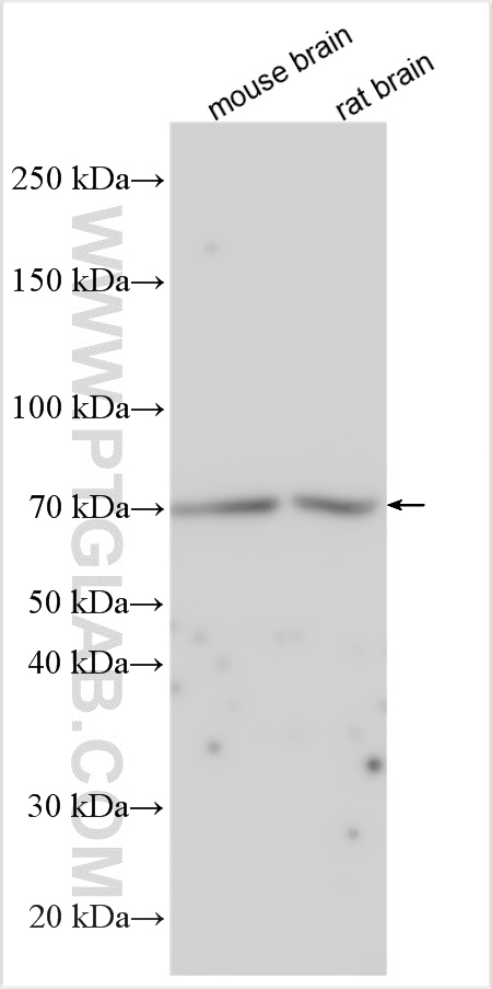 Various lysates were subjected to SDS PAGE followed by western blot with 31893-1-AP (NTN3 antibody) at dilution of 1:1000 incubated at room temperature for 1.5 hours. WB analysis using 31893-1-AP