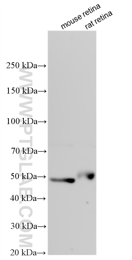 WB analysis using 33842-1-AP