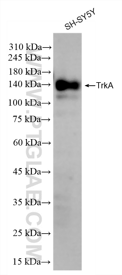 WB analysis of SH-SY5Y using 83477-7-RR (same clone as 83477-7-PBS)