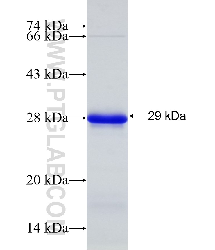 NTRK2 fusion protein Ag32202 SDS-PAGE