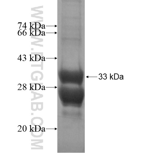 NTSR2 fusion protein Ag14218 SDS-PAGE NTSR2 fusion protein Ag14218 SDS-PAGE