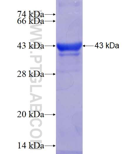 NUAK2 fusion protein Ag17923 SDS-PAGE