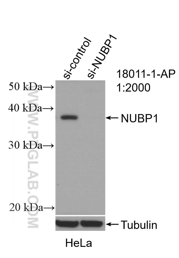 NUBP1