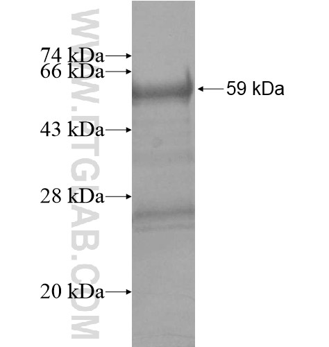 NUBP1 fusion protein Ag12510 SDS-PAGE