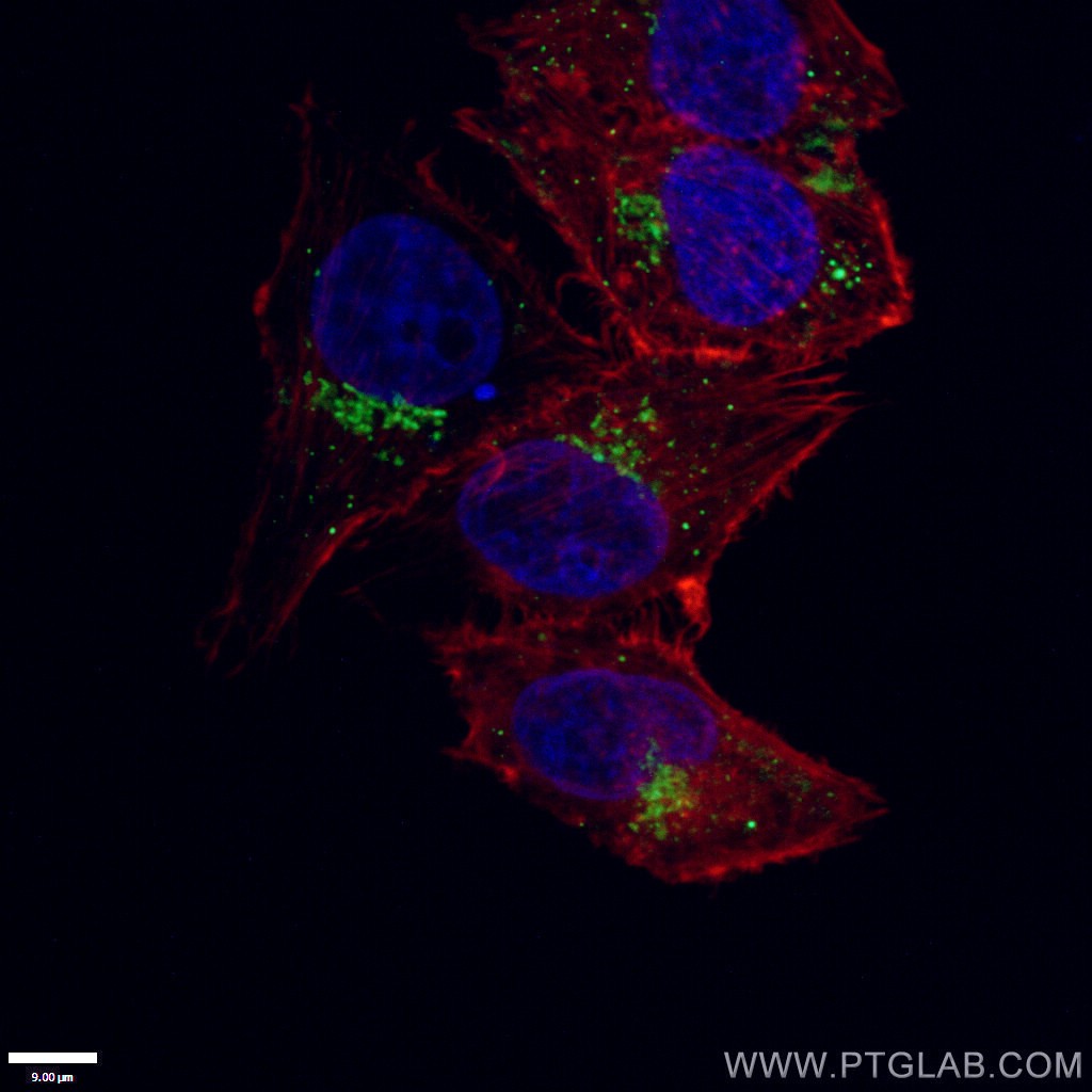 IF Staining of HepG2 using 10228-1-AP