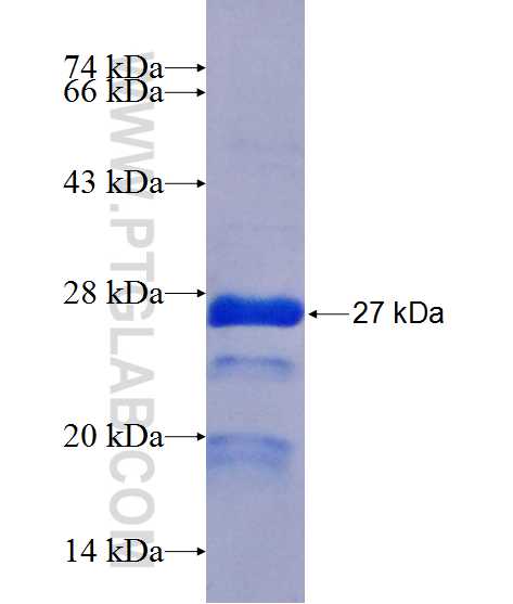 NUCB1 fusion protein Ag13487 SDS-PAGE NUCB1 fusion protein Ag13487 SDS-PAGE