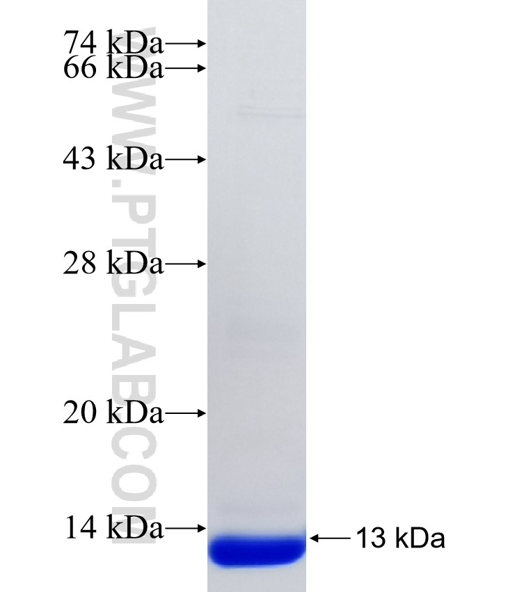 NUCB2 fusion protein Ag34234 SDS-PAGE