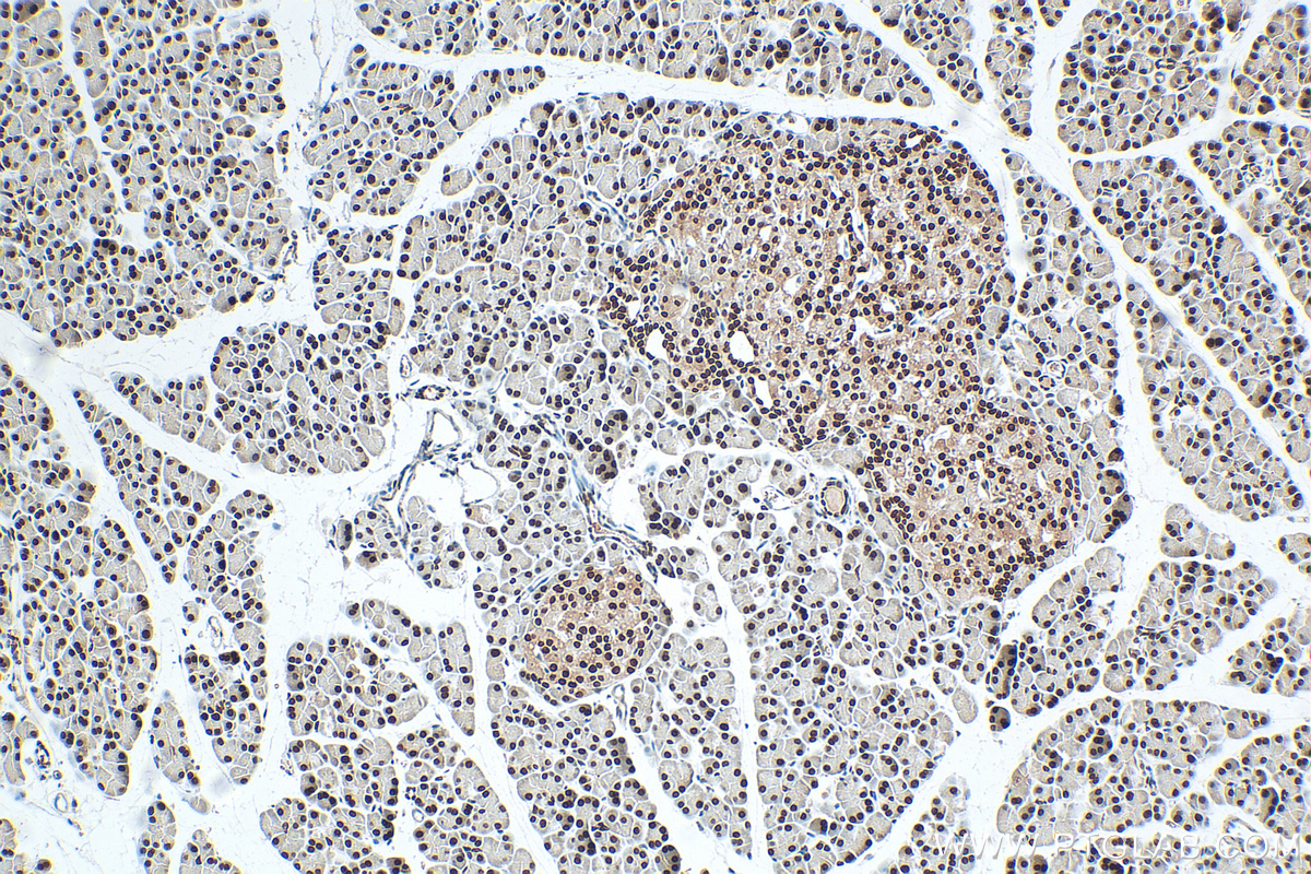 IHC staining of rat pancreas using 12023-2-AP