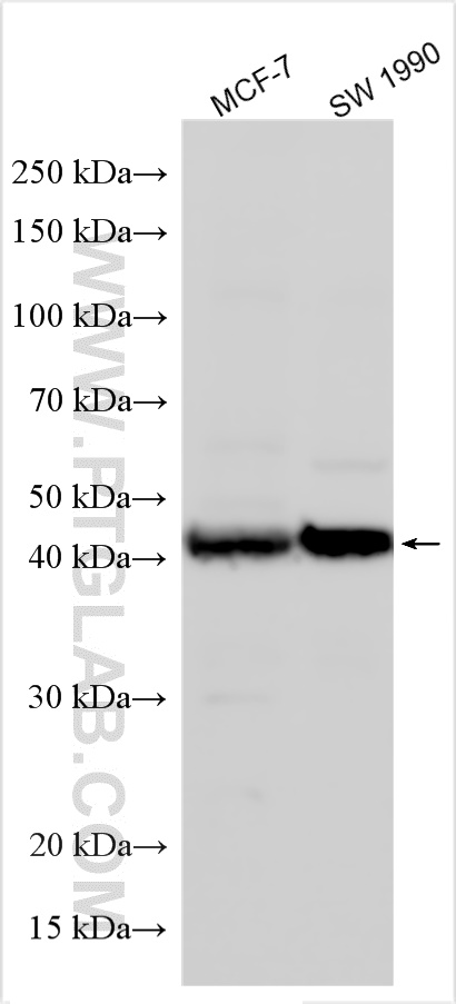 WB analysis using 12023-2-AP