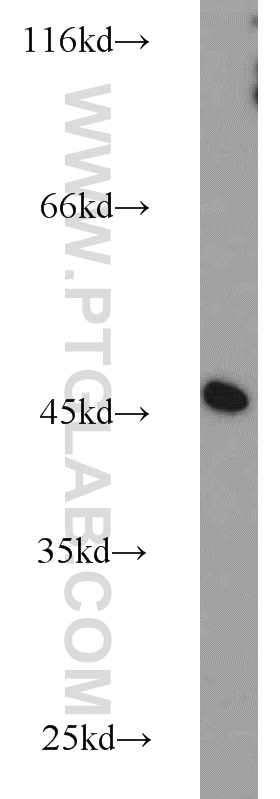 WB analysis of HepG2 using 10681-1-AP