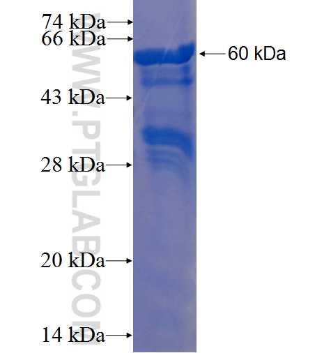 NUDC fusion protein Ag0998 SDS-PAGE